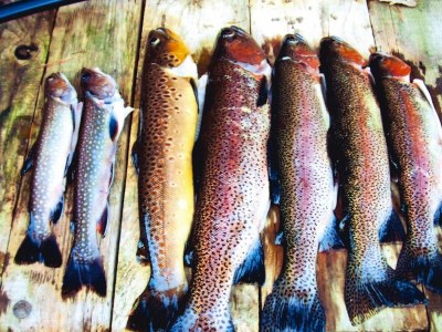 Apartment Apartment in Alsace with Nature Retreat - Environment photo 23