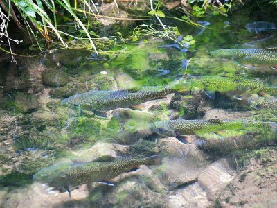 Apartment Apartment in Alsace with Private Terrace - Environment photo 20