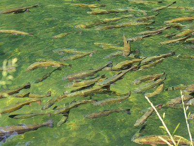 Apartment Apartment in Alsace with Private Terrace - Environment photo 22