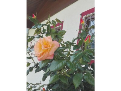 Holiday apartment Apartment 2 - Outdoor photo 4