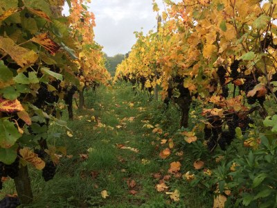 Holiday apartment House PiLu II (basement) - Environment photo 17