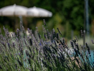 Holiday house Schicker toskanischer Aufenthalt mit Dampf - Outdoor photo 37