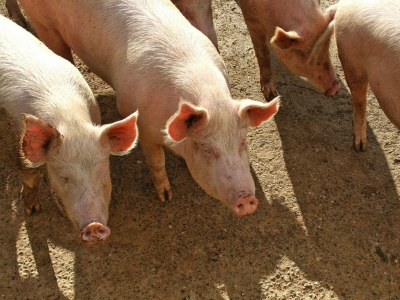 Holiday park Landhaus in Chiusdino mit Panoramablick - Outdoor photo 4