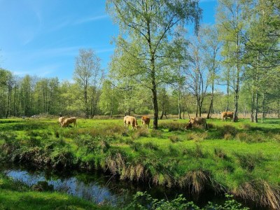 Holiday house Wasservilla in Balk am Slotermeer - Environment photo 32