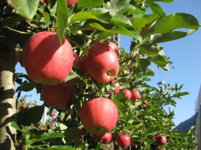 Holiday apartment Green at the Sandwiesen Farm - Outdoor photo 11