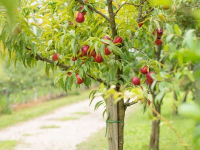 Holiday apartment Green at the Sandwiesen Farm - Outdoor photo 15