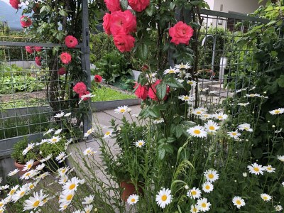 Holiday apartment Green at the Sandwiesen Farm - Outdoor photo 20