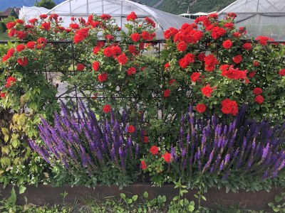 Holiday apartment Green at the Sandwiesen Farm - Outdoor photo 21