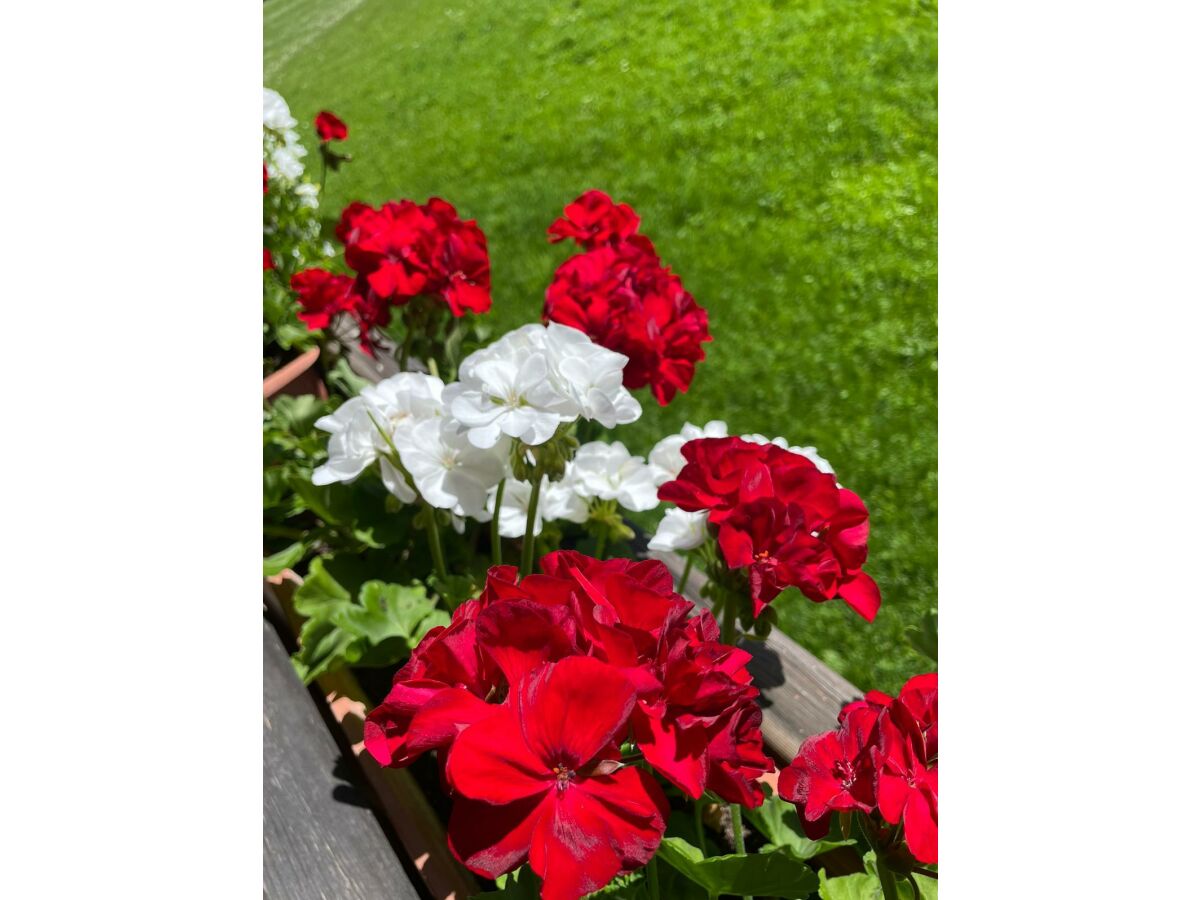 Apartment Ferienwohnung Bergblick - 2 Schlafzimmer - Outdoor photo 5