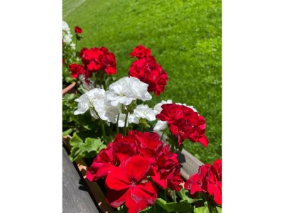 Apartment Ferienwohnung Bergblick - 2 Schlafzimmer - Outdoor photo 5