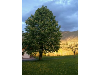 Apartment Ferienwohnung Bergblick - 2 Schlafzimmer - Outdoor photo 7