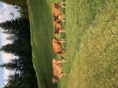 Apartment Goglalm - Outdoor photo 8