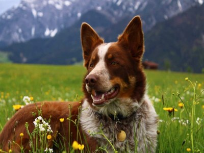 Apartment Holiday on an organic farm near ski slopes - Environment photo 22