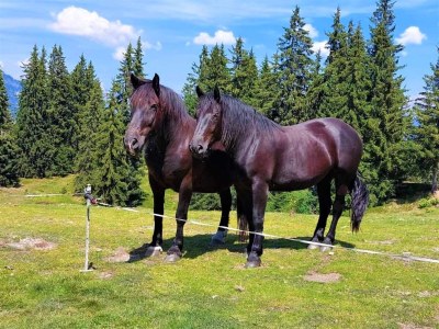 Apartment Holiday on an organic farm near ski slopes - Environment photo 23