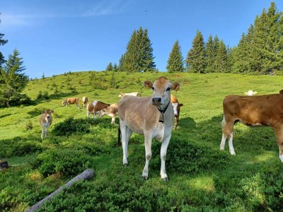 Apartment Holiday on an organic farm near ski slopes - Environment photo 32