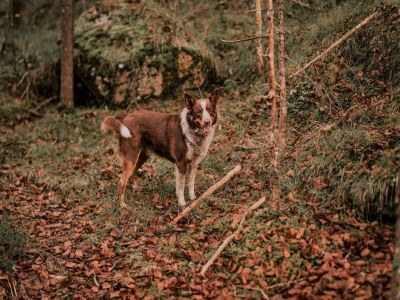 Apartment Holiday on an organic farm near ski slopes - Outdoor photo 38