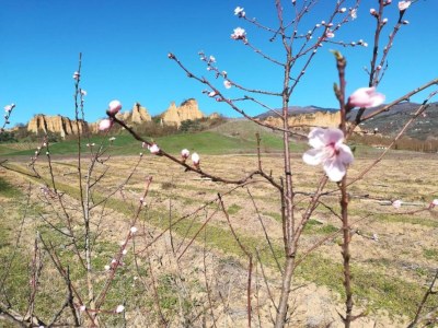 Farmhouse Rustic Tuscan Farmhouse - Environment photo 32