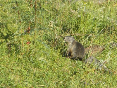 Apartment Enzian im Apartmenthaus Hofer - Environment photo 29