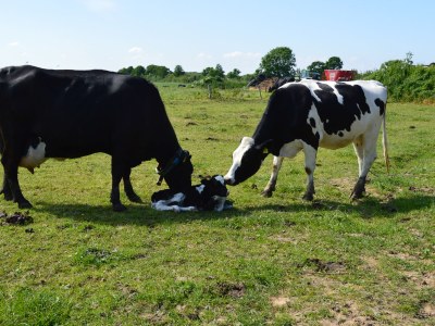 Holiday house Struve 2 auf dem Kastanienhof - Environment photo 35