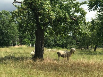 Holiday house Maisonette de la Forge - Environment photo 30