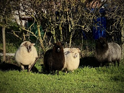 Holiday house Maisonette de la Forge - Environment photo 33