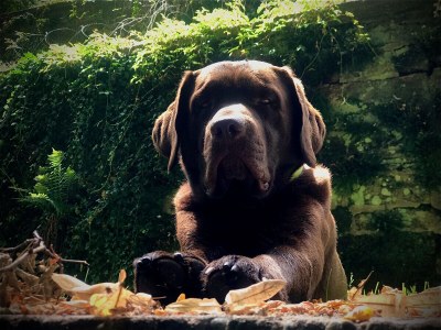 Holiday house Maisonette de la Forge - Environment photo 40