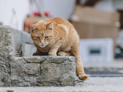 Holiday house Holiday Home on Großglockner Alpine Road - Outdoor photo 42