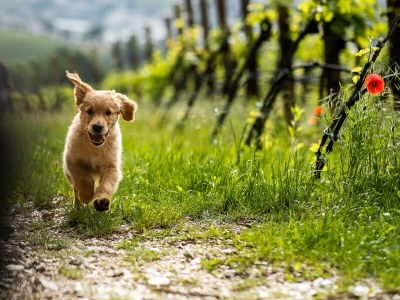 Holiday apartment Nofnerhof 1 - Environment photo 38