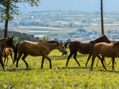 Holiday apartment Nofnerhof 3 - Environment photo 29
