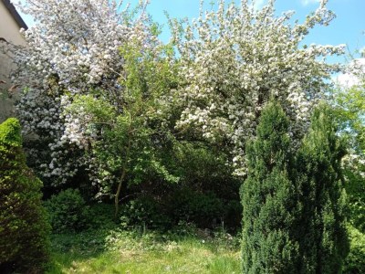 Holiday house Eifel Gartenvilla für Gruppen - Outdoor photo 36