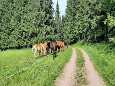 Holiday house Cosy holiday home near the ski lift - Environment photo 16