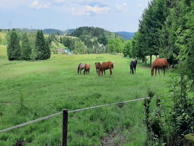 Holiday house Cosy holiday home near the ski lift - Environment photo 27