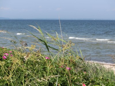 Holiday house Struve 1 auf dem Kastanienhof - Environment photo 26