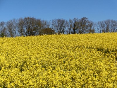 Holiday house Struve 1 auf dem Kastanienhof - Environment photo 35