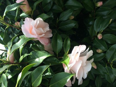 Holiday apartment Clara - Outdoor photo 8