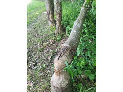 Holiday apartment Zur Biberburg - Environment photo 17