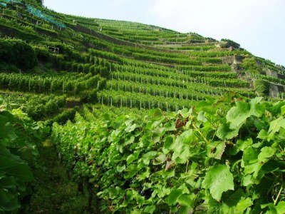 Apartment Terrace Apartment by  the Zoo - Environment photo 31