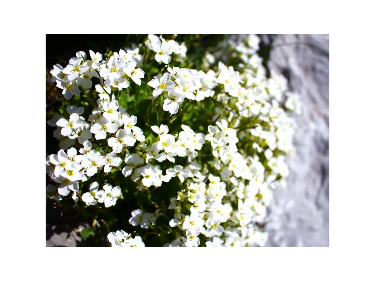 Apartment Appartement/Fewo, Dusche, WC, 2 Schlafräume - Outdoor photo 3