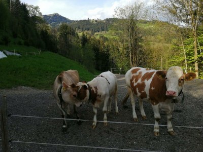 Apartment Appartement/Fewo, Dusche, WC, 2 Schlafräume - Outdoor photo 23