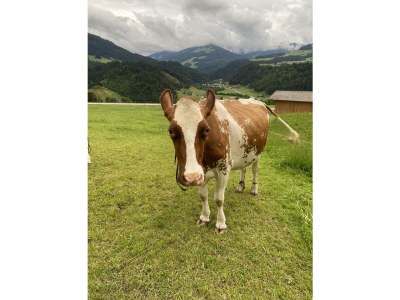 Apartment Appartement/Fewo, Dusche, WC, 2 Schlafräume - Outdoor photo 40