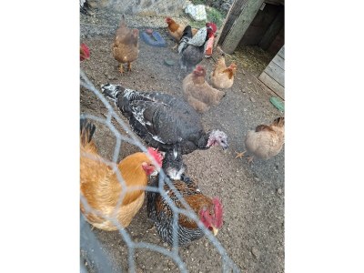 Villa Eco Villa Solus with pool - Outdoor photo 42