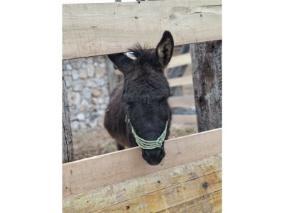 Villa Eco Villa Solus with pool - Outdoor photo 43