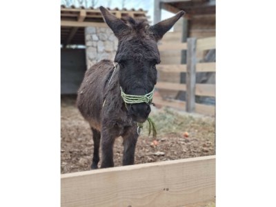 Villa Eco Villa Solus with pool - Outdoor photo 44