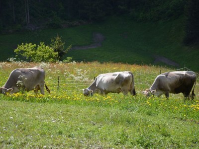 Apartment Haus GrieÃŸer - Environment photo 13