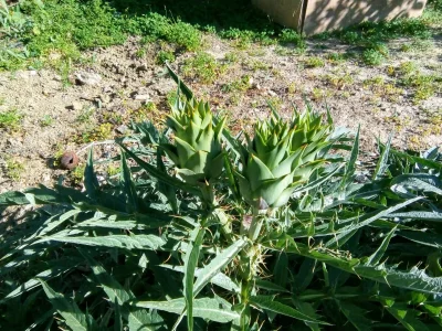 Cottage Landhaus Manuela - Outdoor photo 11