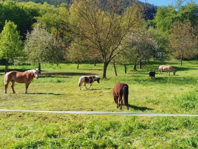 Holiday apartment Faber - Environment photo 24