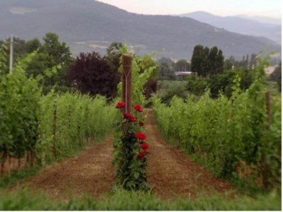 Villa Villa in Umbertide mit Pool und Garten - Environment photo 21