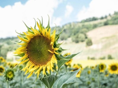 Villa Villa in Umbertide mit Pool und Garten - Outdoor photo 41