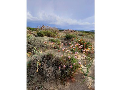 Villa Rosa - Environment photo 23