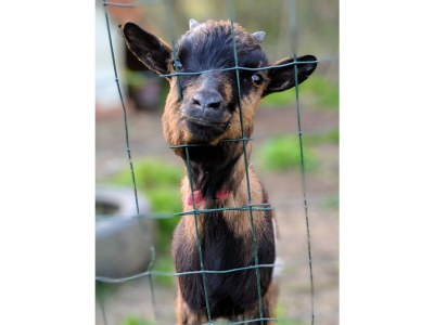 Holiday house Le Pressoir - Outdoor photo 8